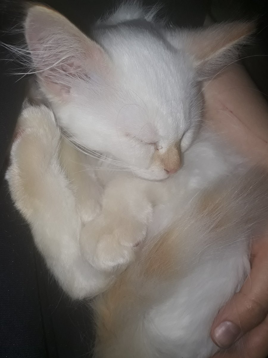 valcariel's tweet photo. Als er hier eingezogen ist, bestand er nur aus Fledermaus-Öhrchen und hat in meine Hand gepasst.
Und jetzt ist er schon vier Jahre alt, und ein riesiger Plüsch-Ball.
Unfassbar, wie die Zeit vergeht.

Alles Gute zum Purrrr~zeltag, Loki! https://t.co/qa2hvK43Tm