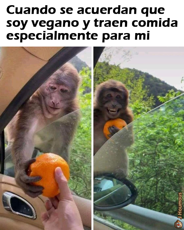 #memevegano #memesveganos #humorvegano #vegano #vegana #veganos #veganas #veganismo #servegano #soyvegano #vidavegana  #comunidadvegana #mundovegano #comidavegana