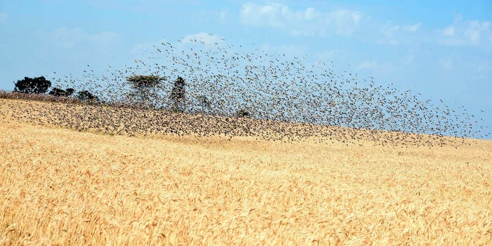 State to kill 5.8m quelea birds after Kisumu invasion
bit.ly/3k9VZvE