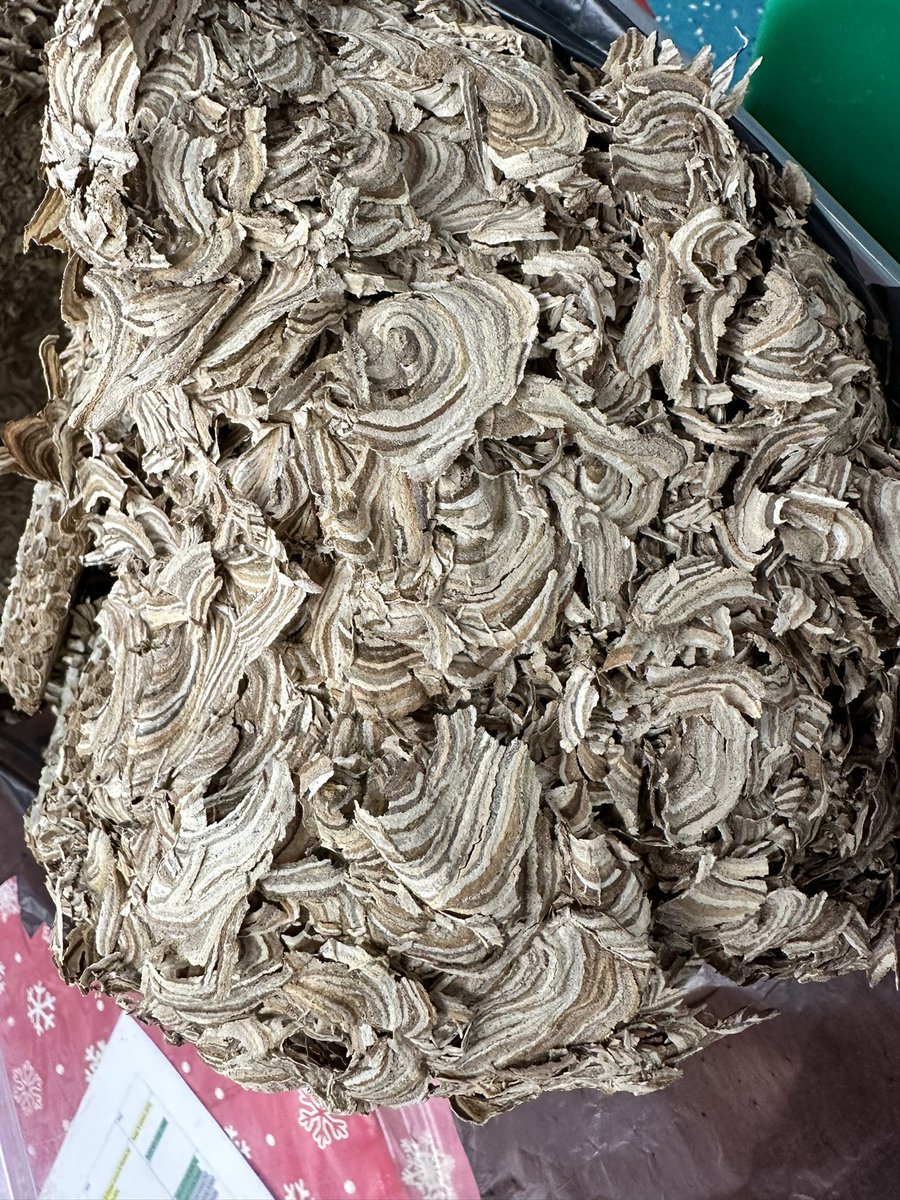 Highfieldspri's tweet photo. Today, pupils in @EYFSHighpri have had the wonderful opportunity to observe closely, a wasp’s nest. Mrs Greatrex is getting excited at the #Maths contained in the structure of the nest. #amazingmaths #mathsinnature #Mathematics #primarymaths #mathsstructures #reallifemaths https://t.co/WPqqw9C7iB