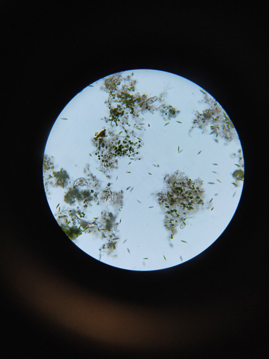 Looking at algae and protozoa under the microscope with S1 Scientists. Wow! The pupils love it, fascinating stuff and so many good pictures. #microbiology