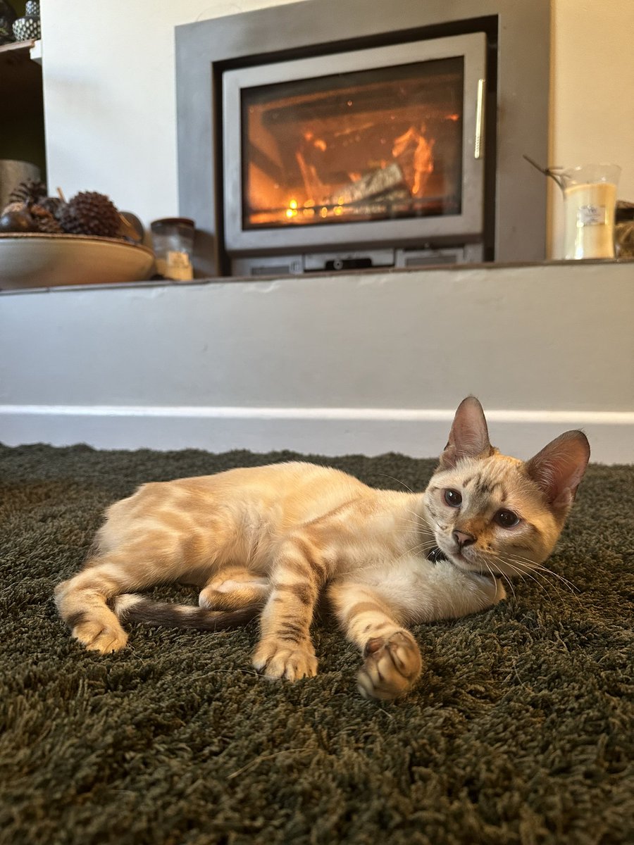 katemacrae's tweet photo. The new rug seems to be a hit…… these two are wood burner magnets. I light it, they’re there! #ColdHouse https://t.co/gZpqx9GVMJ