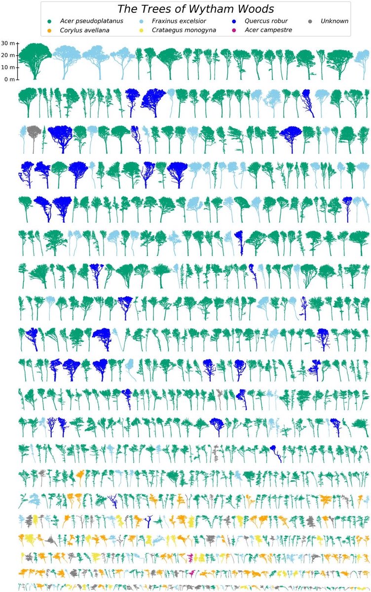 JoshAFirth's tweet photo. Great figure of the trees of @WythamWoods 

Measured using three-dimensional laser scanning: https://t.co/vz1Rgq1fhL https://t.co/YE6H09wQtd