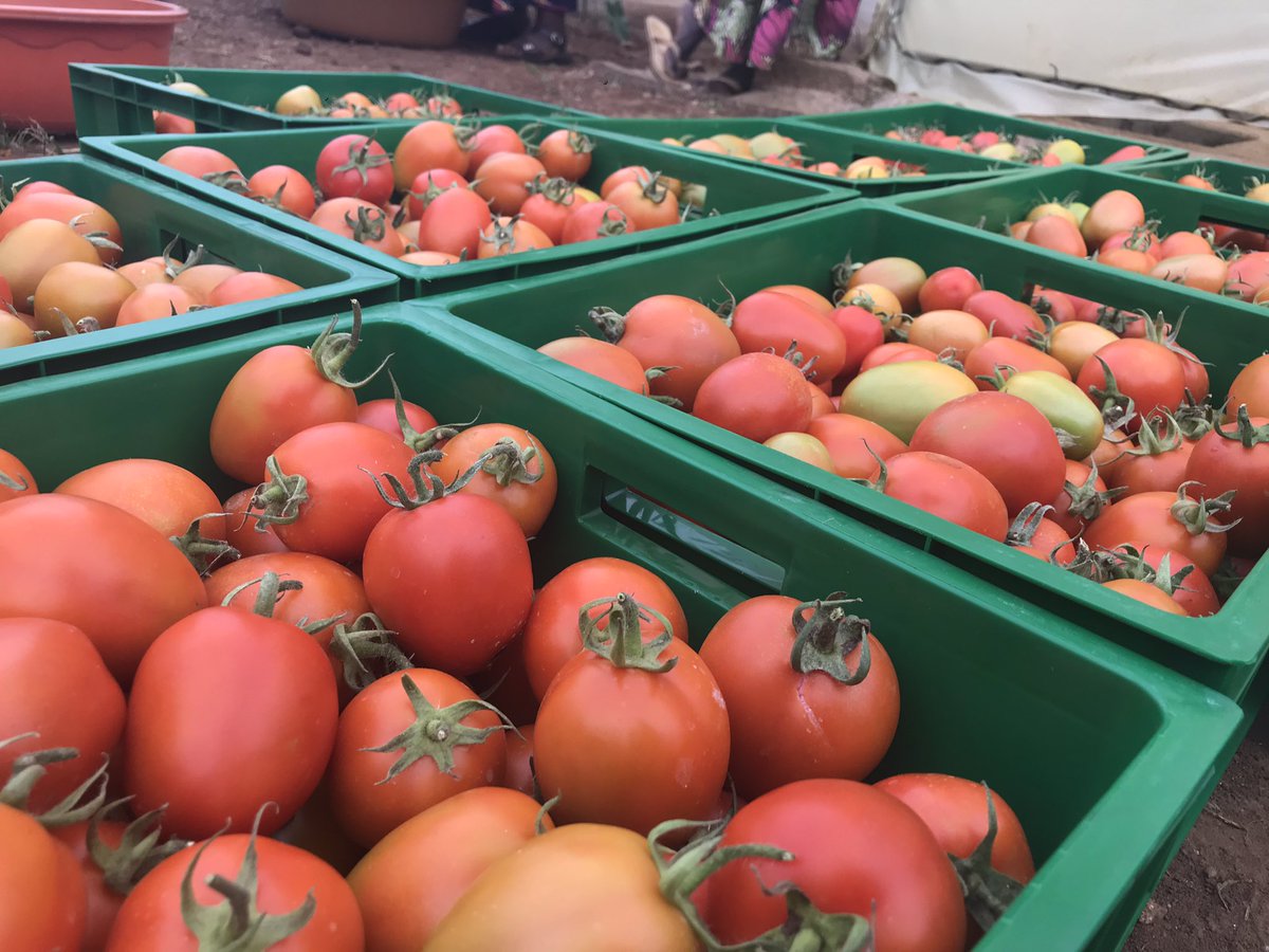 ardekubaho_rw's tweet photo. Some pictures from Tuzamurane Gihara,Ituze-Kigese and Abibumbye Kamonyi cooperatives first reaping production from high tech greenhouse organic farming!
Partners: #RAZA #APODAKA #MEDICUSMUNDI #ARDEKUBAHO https://t.co/m3U8QIKqEp