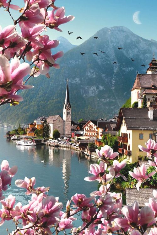 Saffron606's tweet photo. #Springtime in Hallstatt, #Austria https://t.co/ykDi4uGjyP