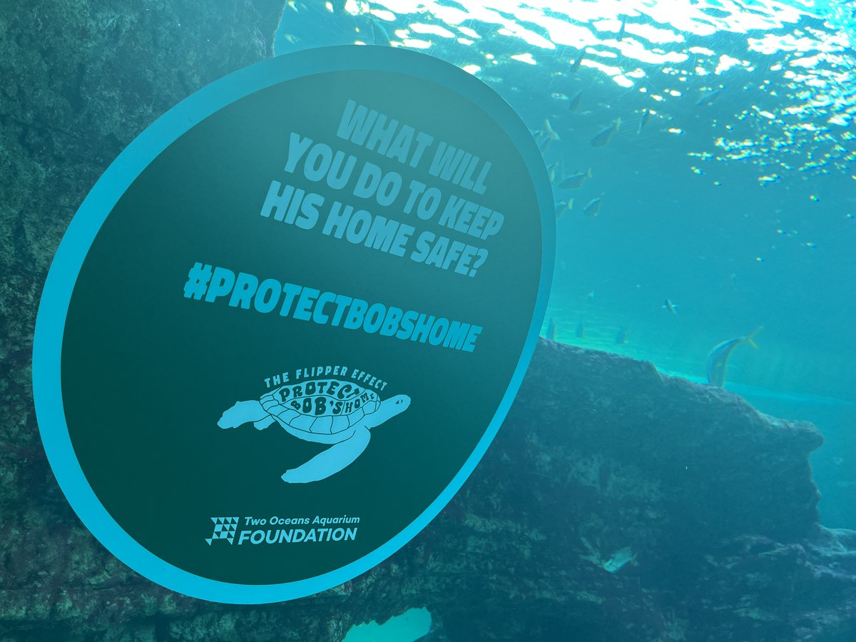 2OceansAquarium's tweet photo. Let’s make sure that we do our part to keep Bobs home safe! Every bit of effort counts 🐢💪 #ProtectBobsHome #TheFlipperEffect https://t.co/HHzpPM3oM6