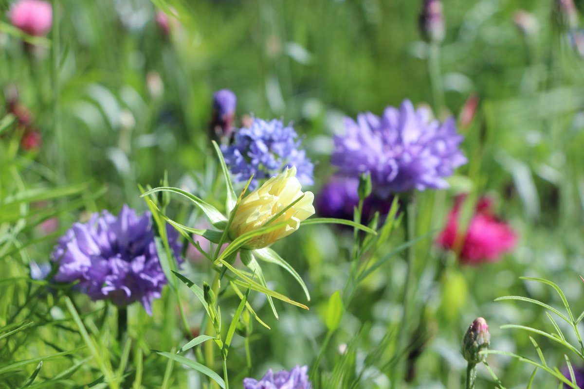Vuoden ensimmäisessä Akatemian jalkaväen kirjoituksessa katse on vahvasti keväässä ja kesässä. Marja pohtii onko hänen puutarhanhoitonsa sittenkään hyvää vastapainoa akateemiselle työlle. 

#puutarha #vapaa #tutkimus #palautuminen @marja_lindholm 

akatemianjalkavaki.fi/2023/01/13/puu…