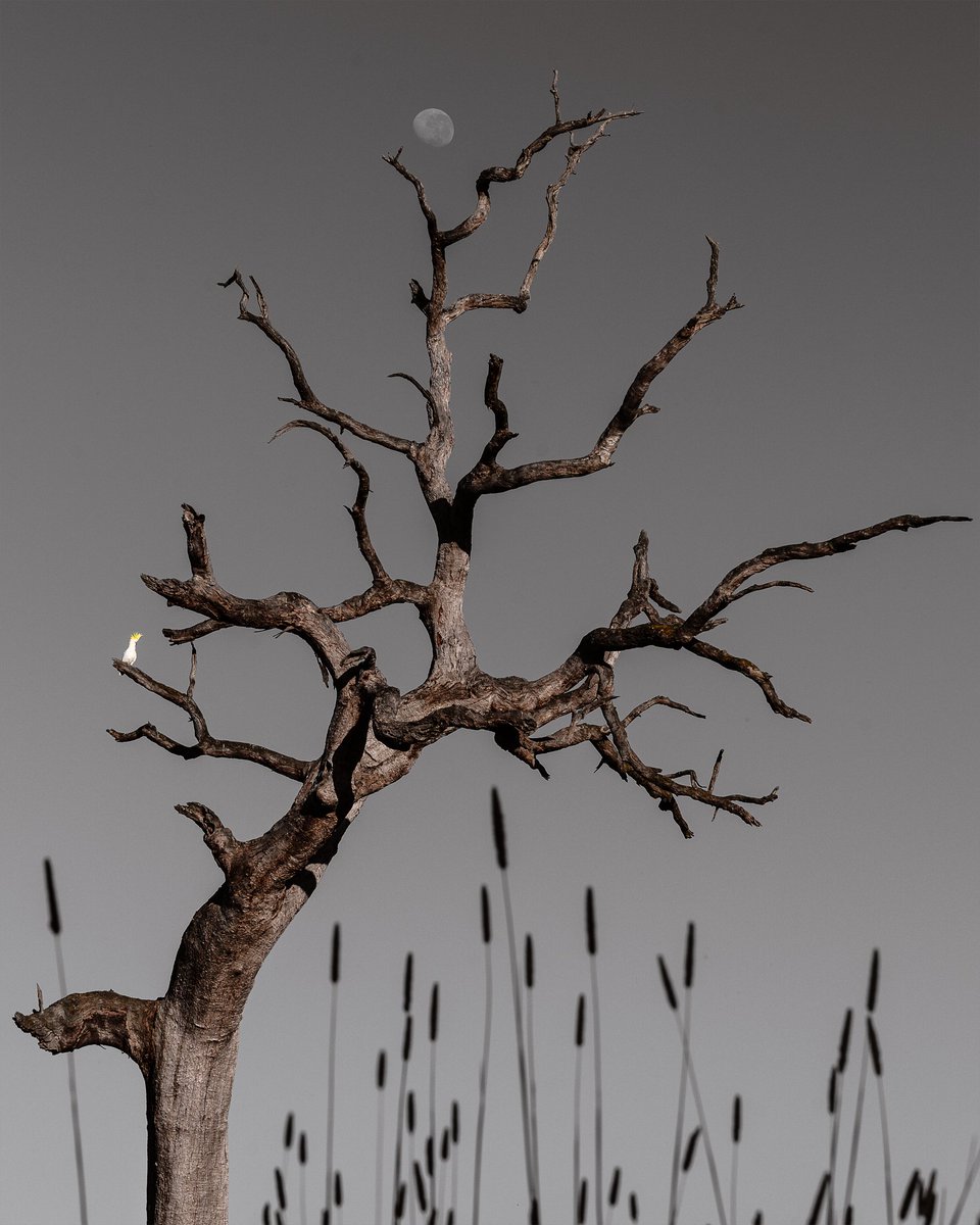 jamesofbright's tweet image. Beautiful dead timber, spotted while riding the Great Victorian Rail Trail.

#tree_brilliance #deadtree #treeart #shapesinnature #maindample #greatvictorianrailtrail #visitvictoria #seeaustralia #mansfieldmtbuller #victoriashighcountry #treeshapes #sonyalphaanz #naturephotography