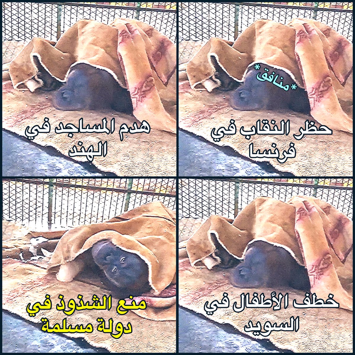أكاديمية المنافقين العرب tweet media