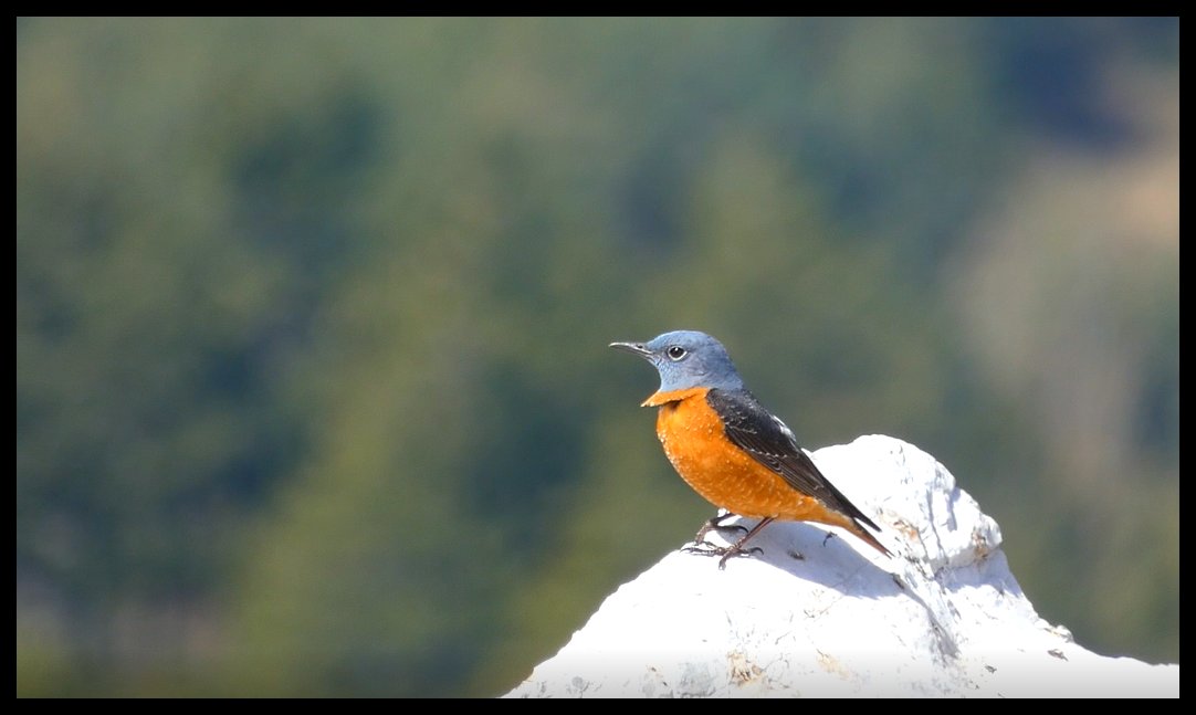 Find it on my Opensea !

#birdsofinstagram #birdwatching #birdphotography #naturephotography #wildlife #naturelovers #birdstagram #feather_perfection #your_best_birds #igbirds #birdlovers #instabirds #birdfreaks #audubonsociety #bestbirdshots #birdlife #birdgang #birds_adored