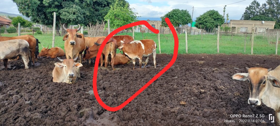 TheGuptas2's tweet photo. Anyone interested to buy a cow for farming please call 067 8858 685 https://t.co/vS6iasaRzo
