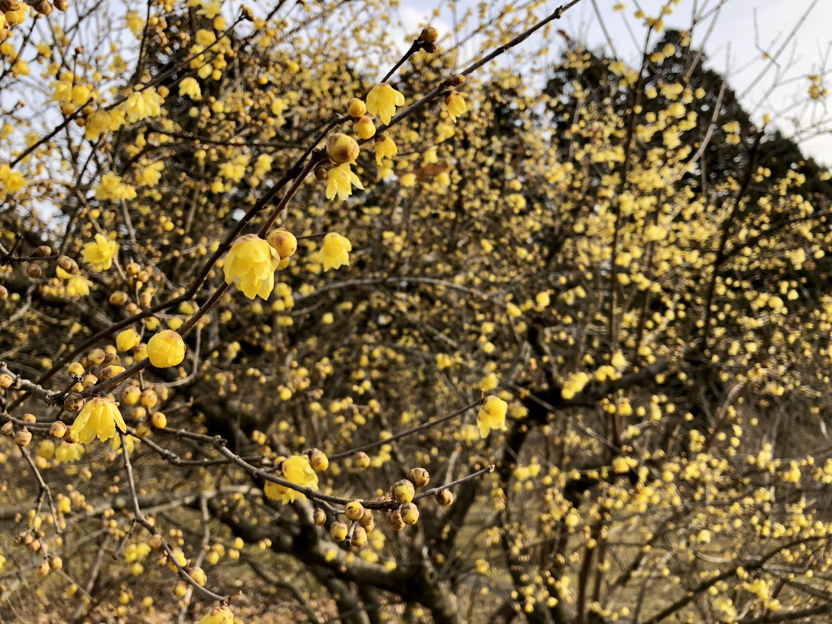 栃木県鹿沼市
蝋梅の里の様子です😊
爽やかな甘い香りに
とても癒されました🌼
皆さんも是非是非！👏✨