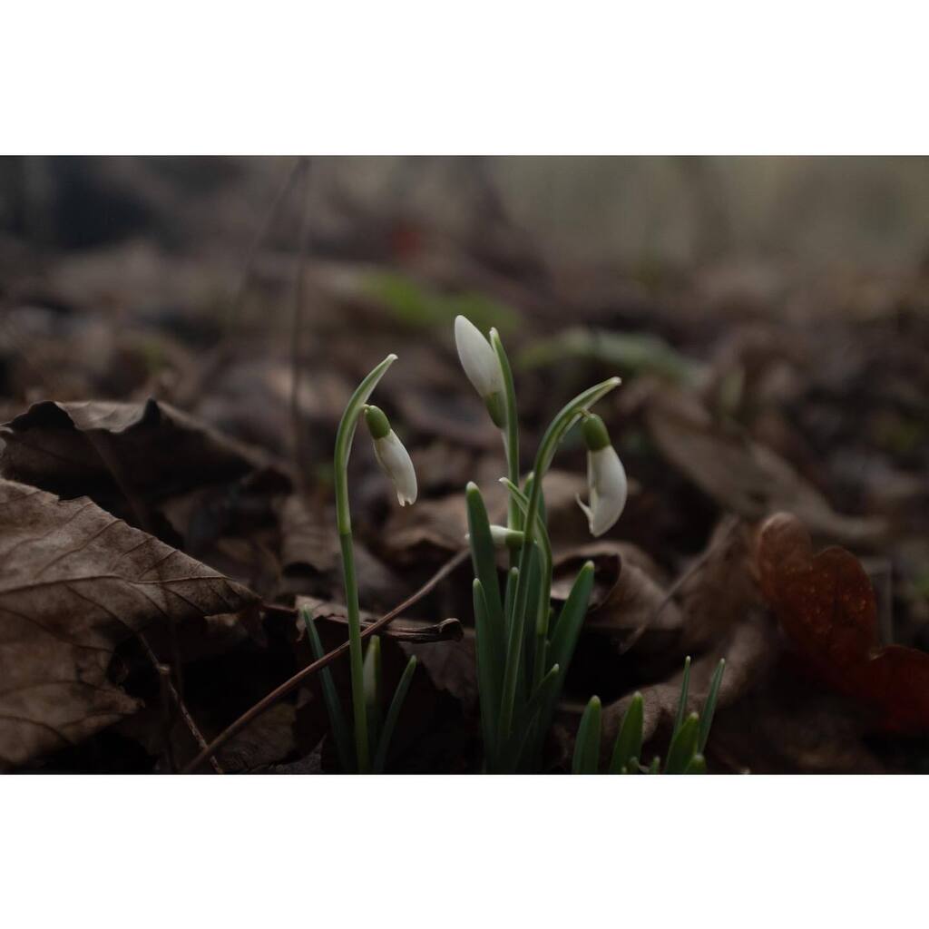 sarahbanks21's tweet photo. Reasons to be cheerful…
.
.
.
.
.
#snowdrops #snowdropseason #woodland #outdoortones #alittlebeautyeveryday #gloomandglow #slowsimpleseasonal #myeverydaymagic #tinytinymoments #slowandglow #daysofsmallthings #littlewinterstories https://t.co/XvfkwGqVa5 https://t.co/oY5KyxXkY8