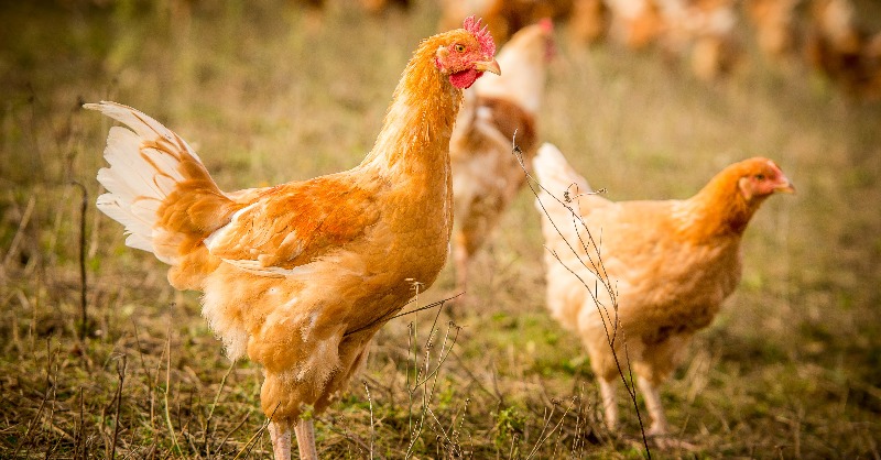 Groupe_Casino's tweet photo. Nouvelle étape sur l’étiquetage Bien-Être animal : le groupe Casino poursuit son ambition avec @CasinoEnseignes. Toutes les gammes de poulet à marques Casino, Casino Bio et Terre et Saveurs sont maintenant porteuses de l’étiquette !
#unpasdeplus #Etiquetage #BienÊtreAnimal