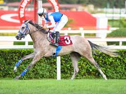 Günün VİTRİN ilanı : Şampiyonlar yetiştirmiş eküriden satılık atlar, detaylar satilikyarisati.com/ilan/6403