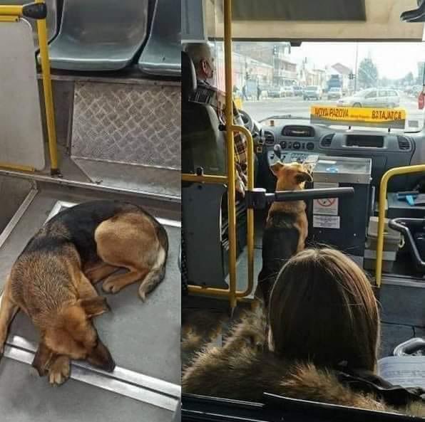 Vozač je ovog psa pustio da uđe i ugreje se, a sutradan su opet zajedno vozili putnike na deonici Batajnica-Nova Pazova.