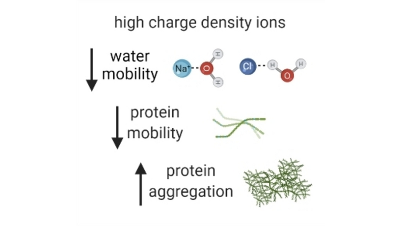 Decreased Water Mobility Contributes To Increased alpha-Synuclein Aggregation (Kaminski Schierle) <a href="/AmbsS140/">Amberley Stephens</a> <a href="/mng_ceb/">Molecular Neuroscience Group</a> <a href="/cebcambridge/">CEB Cambridge</a> <a href="/THzCambridge/">Terahertz Cambridge</a> <a href="/RugGroup/">Ruggiero Group</a> <a href="/FrankSobott/">Frank Sobott</a> <a href="/isisneutronmuon/">ISIS Neutron and Muon Source</a> #openaccess onlinelibrary.wiley.com/doi/10.1002/an…