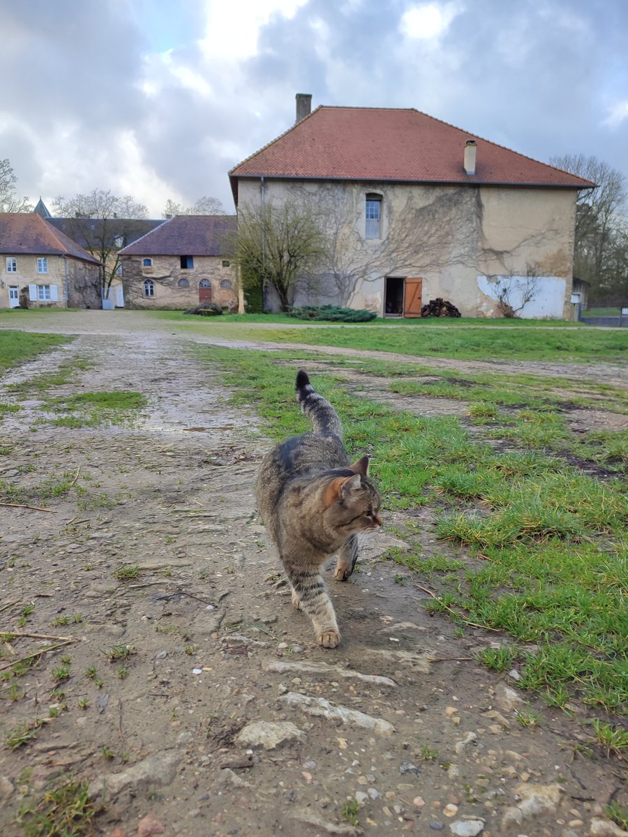 Grisette cherche le soleil, quelq'un l'a vu ? 😹 #chat #ferme #Vendredi13