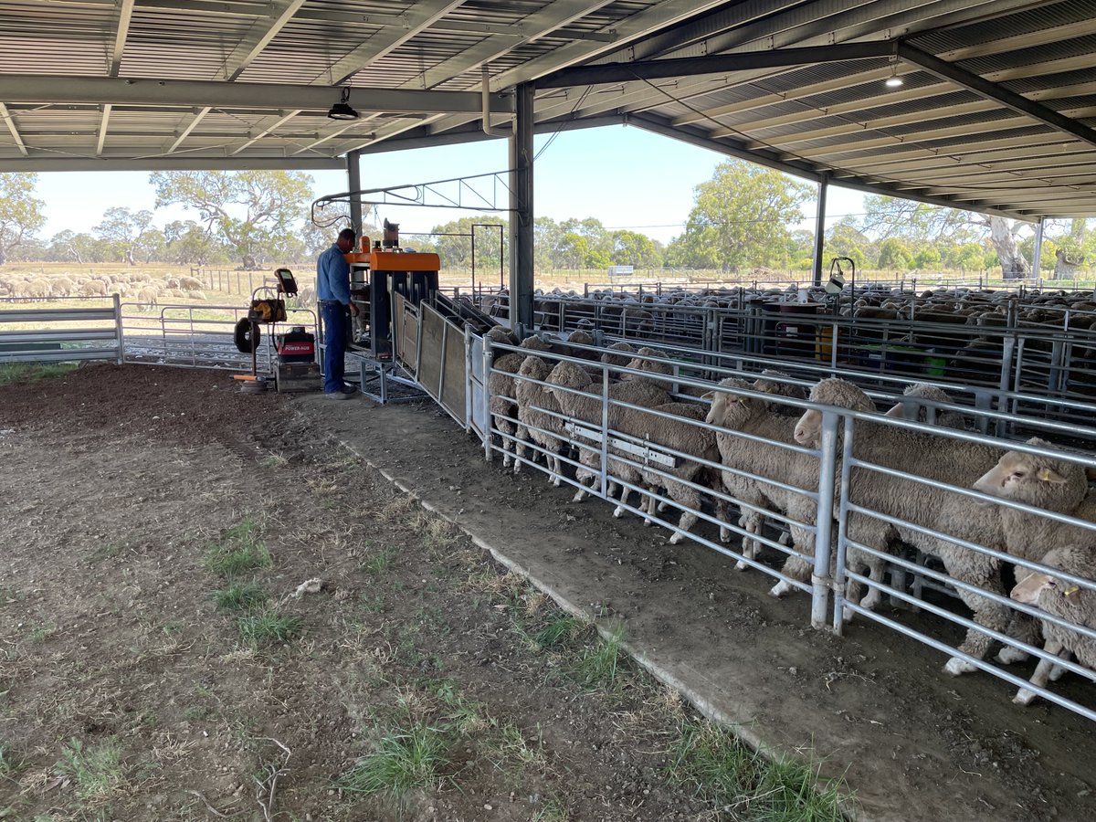 Willera Merinos on Twitter: "Classing at long time clients Blackwell