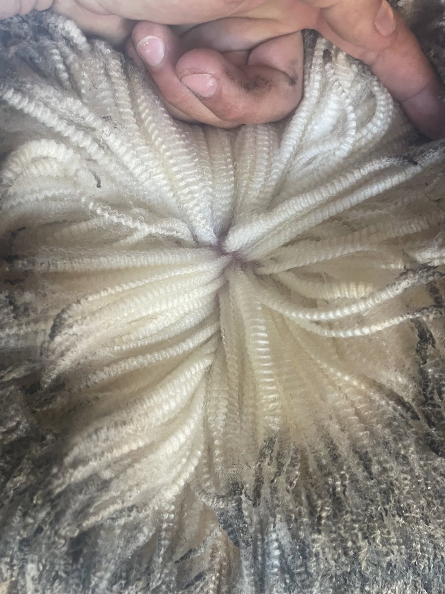 Classing at long time clients Blackwell Pastoral Dunkeld today, a dream to work with these guys and A1 facilities, 800mm of rain is proving no issues for the Willera wools and feet, days like today really make you smile <a href="/edward_blackwel/">Edward Blackwell</a> <a href="/CTBlackwell719/">Charles Blackwell</a>