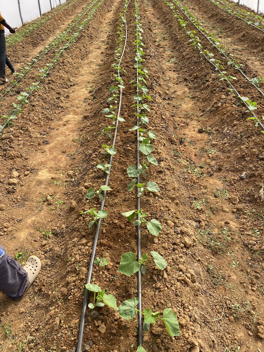 deliot8's tweet photo. Updateโฆ
Our cucumber plants are growing up slowly. I guess this is due to the soil type and maybe our delay in applying fertilizer.
Generally, they are looking good. We will do the needful this week and see how far.
It feels good to be back to work ๐ง๐พโ๐พ.
#farmboy #farmnatics https://t.co/uvNpiZMkQE