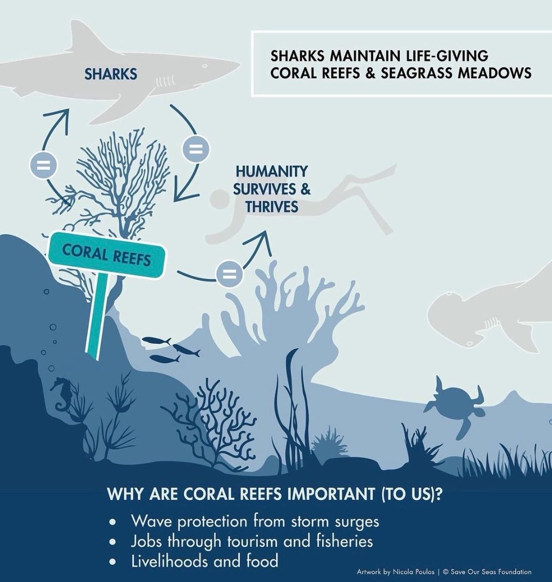 sharkcentre's tweet photo. Sharks are in trouble! 🦈

Many species are crucial to maintaining life-giving coral reefs 🪸 &amp; seagrass meadows 🌱 - important habitats that sustain our oceans - but surveys have shown that #sharks are functionally extinct on 20% of #coralreefs globally. https://t.co/tFMMvmXtoh
