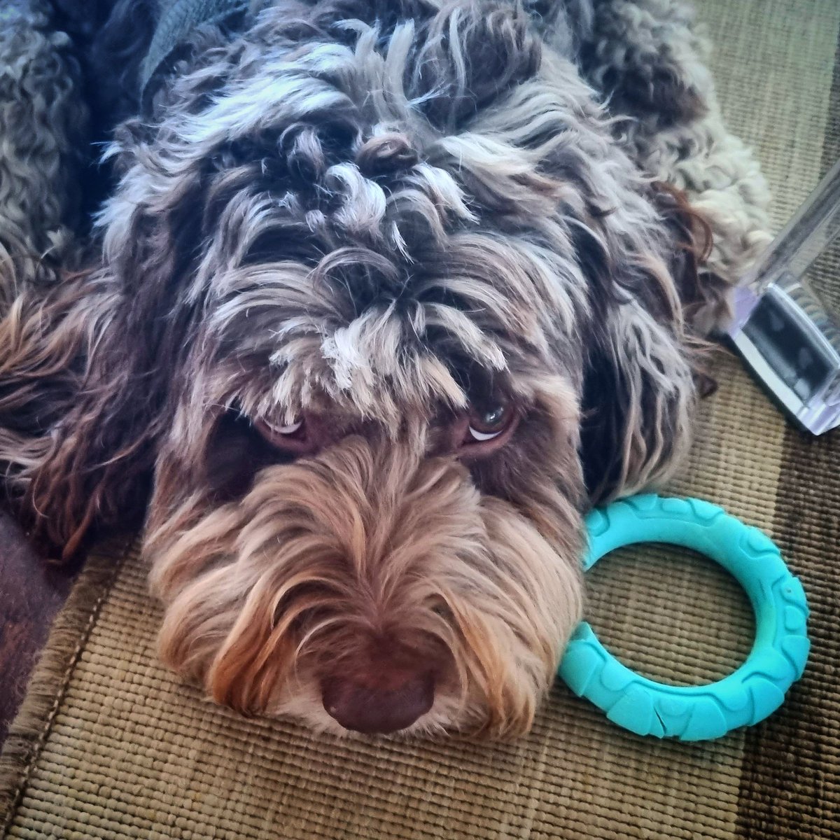 Timsley's tweet photo. Boz is right moody with us this morning as we haven't got time to play with him...! #TELLINGME π€ͺ #DAVIDDEXDEXTERMASSEY #TIMMYALEXISCARRINGTONWARD #BOSLEYJOHNBOSLEY #LEXANDBOZONTHEHILL https://t.co/cZu6cSsCVn