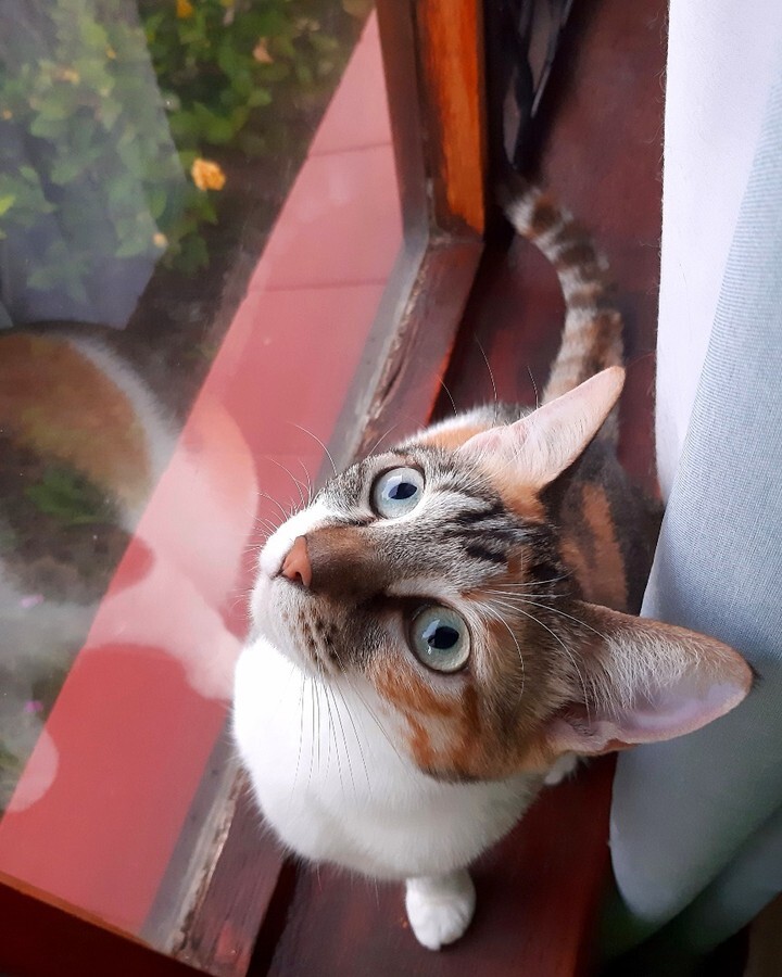kitcatpuzzle's tweet photo. Waiting for the geckos to come out to play 😸💕🦎
#catantics #catlife #catvsgecko #catshunting #catsofinstagram https://t.co/ctLHGCEfrT https://t.co/L3vlBroPZo