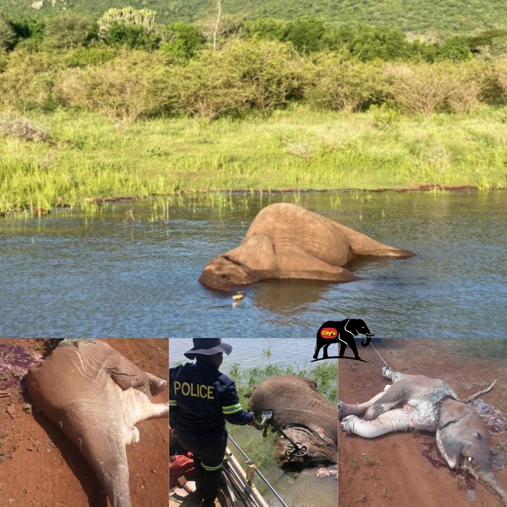 CitysFElephants's tweet photo. 🔴🔴UPDATE
South Africa • Tourists under hunters fire
25 elephants slaughtered 

Google Translation 
https://t.co/3lZCuRG92T

8 foreign tourists &amp; 4 South Africans came under fire on Wed, Jan 11, 2023 on a double-decker floating tour boat in South Africa.

📸 Photos from article https://t.co/2hcKUHPiFm