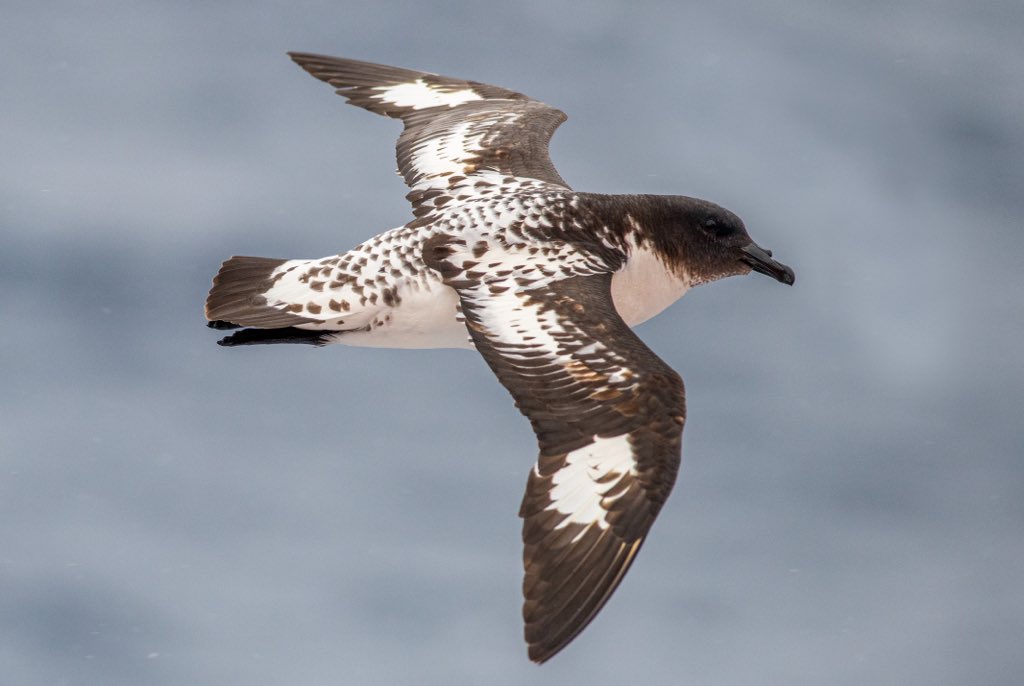 Andrew Corso (@ad_corso) on Twitter photo It’s rare that I get to see zooplankton predation in action, but last month I photographed some beautiful Cape petrels (aka flying oreos) munching on Antarctic krill! <a href="/PalmerLTER/">Palmer LTER</a> <a href="/US_APECS/">US Association of Polar Early Career Scientists</a> <a href="/SCAR_Tweets/">Scientific Committee on Antarctic Research (SCAR)</a> <a href="/WWF_Antarctica/">WWF Antarctica</a> It’s rare that I get to see zooplankton predation in action, but last month I photographed some beautiful Cape petrels (aka flying oreos) munching on Antarctic krill! <a href="/PalmerLTER/">Palmer LTER</a> <a href="/US_APECS/">US Association of Polar Early Career Scientists</a> <a href="/SCAR_Tweets/">Scientific Committee on Antarctic Research (SCAR)</a> <a href="/WWF_Antarctica/">WWF Antarctica</a>