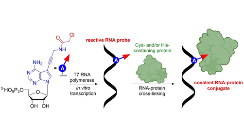 angew_chem's tweet photo. Chloroacetamide-Modified Nucleotide and RNA for Bioconjugations and Cross-Linking with RNA-Binding Proteins (Hocek) @IOCBPrague @hocekm #openaccess https://t.co/OOhrajGjBC https://t.co/j1KAyhxYXu