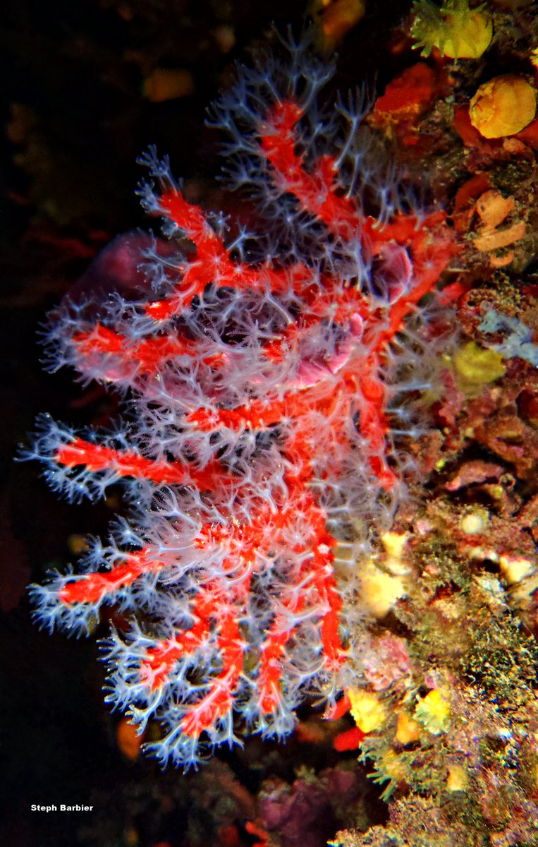 Steph_Barbier_'s tweet photo. 💦S'cuB'a Diving Time in Mediterranea: fried egg Jellyfish, blooming Red coral and yellow Gorgonian!
Instants de Plongée en Méditerranée : Méduse œuf au plat; Corail rouge de Méditerranée, en fleurs; Gorgone jaune !😎
Olympus digital camera + housing
French Riviera
Summer
2022
🌊 https://t.co/vN5ef26udA