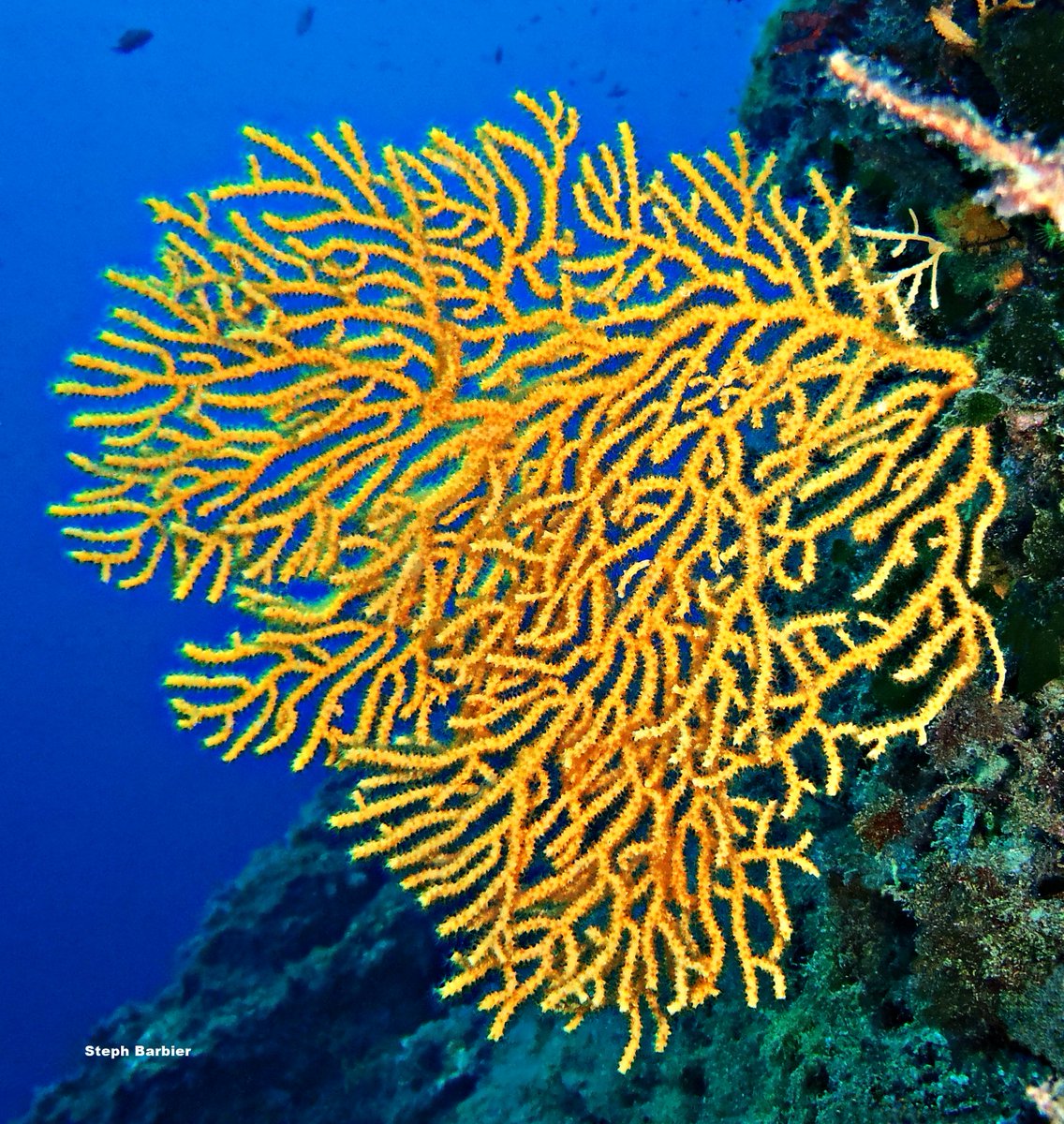 💦S'cuB'a Diving Time in Mediterranea: fried egg Jellyfish, blooming Red coral and yellow Gorgonian!
Instants de Plongée en Méditerranée : Méduse œuf au plat; Corail rouge de Méditerranée, en fleurs; Gorgone jaune !😎
Olympus digital camera + housing
French Riviera
Summer
2022
🌊