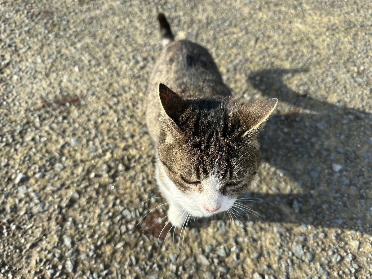 The Lijssenhoek cat is alive and well!