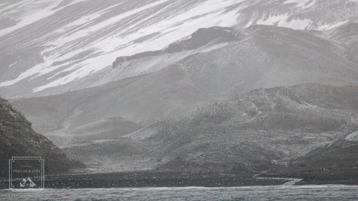 FentonPhoto's tweet photo. The small white dots are all Chinstrap penguins at Bailey Head Antarctica. #ChinstrapPenguins #wildlife #wildanimal #birds #fauna #BlackAndWhite #nature #Antarctica #DeceptionIsland #water #landscape #shoreline @AntarcticReport @AntarcticOcean @SeabournCruise https://t.co/hJLiBTfi9s