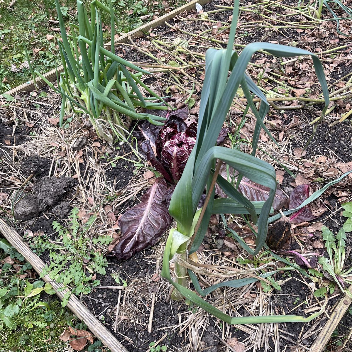 biogartler's tweet photo. Hab noch Lauch im Beet 😁 https://t.co/PDAdA3u8ZG