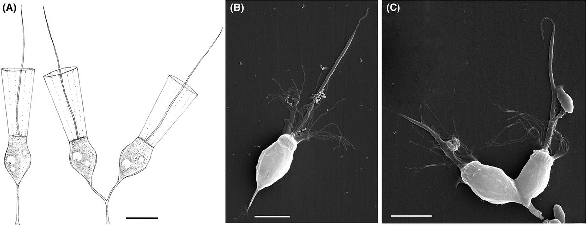 protistologists's tweet photo. Biogeographical distribution of Hartaetosiga strains (#Choanoflagellatea, Craspedida, Salpingoecidae) including morphological and transcriptomic data from a transect across the Atlantic Ocean: Sabine Schiwitza et al. https://t.co/vbA7hMBglJ #protists https://t.co/s4d9BKlNSS