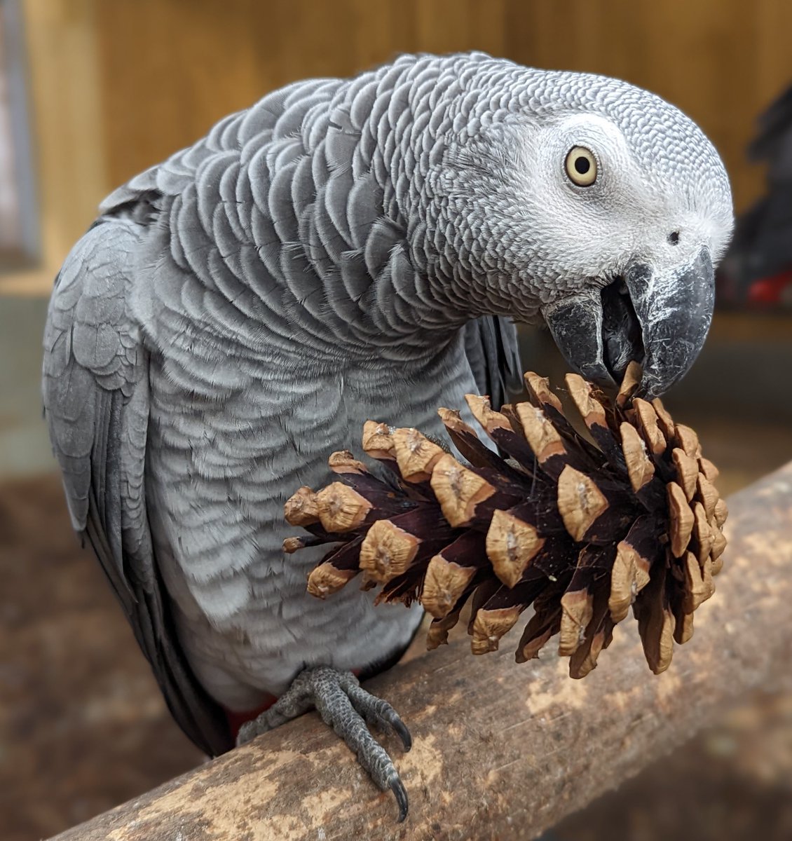 It’s grey outside like our African Grey… but… it’s #friday and we’ve definitely got that Friday feeling!
Visit us this weekend for a fun, family day out… don’t forget your coat and wellies though 🙂🦜
lincswildlife.com
#lincsconnect #lincswildlifepark #dayout #friyay