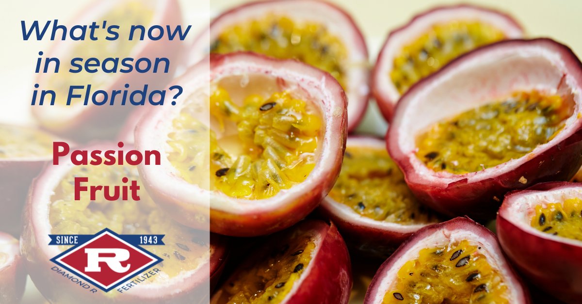 Passion fruit is aromatic with rich, acidic flavor. Eat the pulp and crunchy seeds raw. Use juice in drinks, jams, jellies, ice cream, and more. Fertilize and use secondary nutrients and micronutrients for plant health, fruit quality. bit.ly/3QxGVEl #FreshFromFlorida