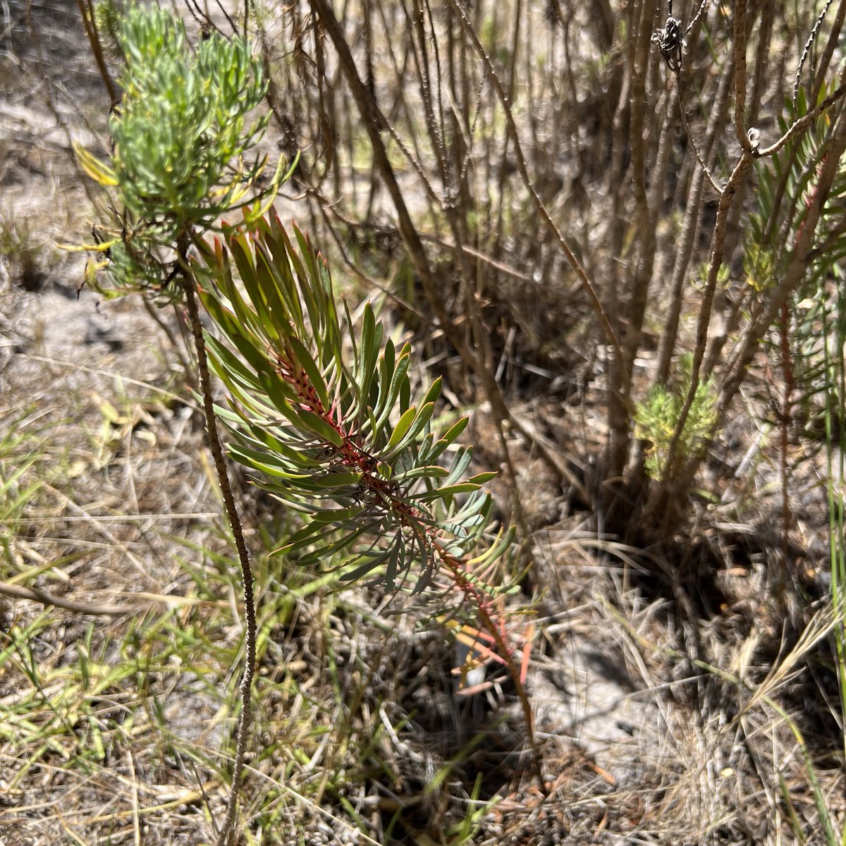 alexlansdowne tweet media