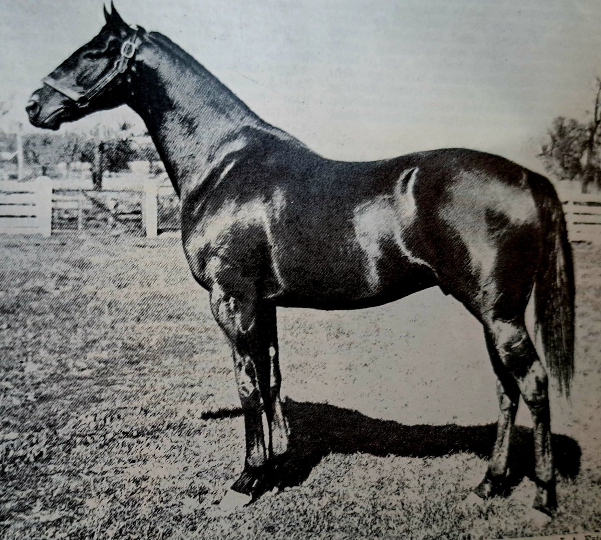 HORSERACING1002's tweet photo. HIGH QUEST 🇺🇸1931
(SIR GALLAHAD III - ETOILE FILANTE BY FAIR PLAY)#HighQuest
Stakes winner 🏆.  
1934 @preaknessstakes 🏆. Sired 5 sw. https://t.co/HCn66y69LG