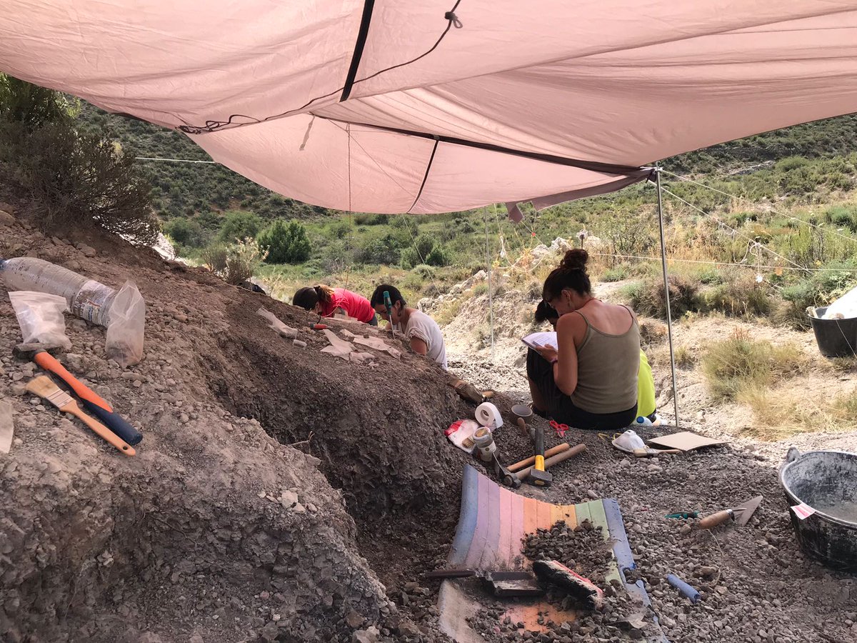 MedranoAguado's tweet photo. This job couldn’t be possible without the help of my coauthors: Jara Parrilla-Bel (@ParrillaBel ), José Manuel Gasca (@gascapauer ), Antonio Alonso and José Ignacio Canudo and all the poeple that have participated in the excavation campaigns, so I am very thankful for their time. https://t.co/4P3pz8xnGY
