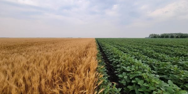 realagriculture's tweet photo. Catch the replay of this week's #TheAgronomist w/ @Edgar_Hammer & Chad Anderson of Anderson Agronomy Services here: https://t.co/QP7a96Ifmw
#cdnag #ontag #westcdnag #canolamaster https://t.co/GLCzFIA2dp