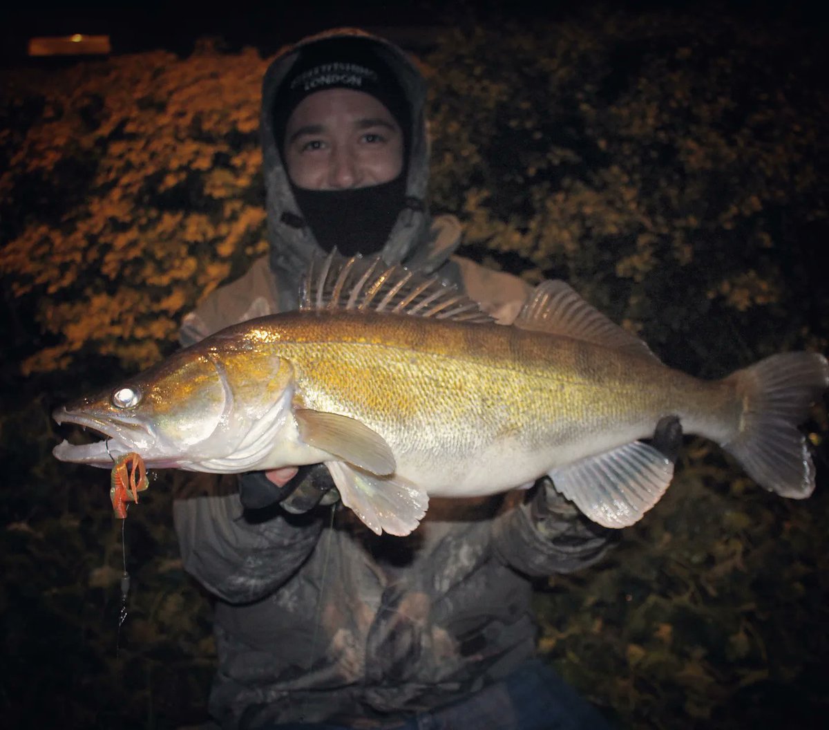 HCRFISHING's tweet photo. Does anyone love fishing for  Zander on Lures? What a solid bite they have! 
#fishing #lurefishing #Zander #pikefishing #perchfishing #nightfishing #fyp #fypage https://t.co/DZ5QBJkNnD