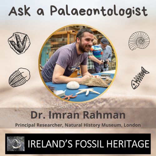 Ireland's Fossil Heritage on Twitter "This month askapalaeontologist