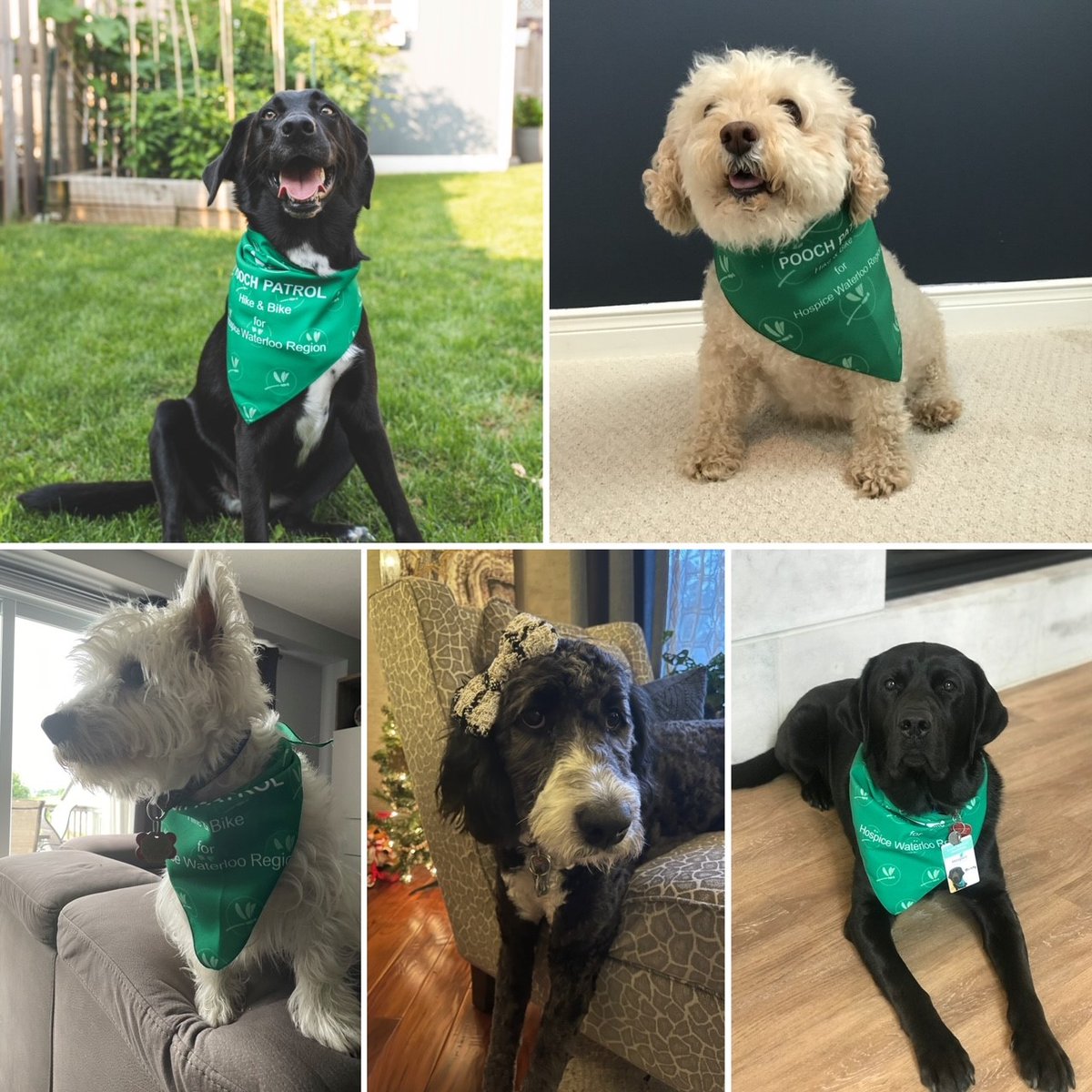 Hospice Waterloo Region tweet media