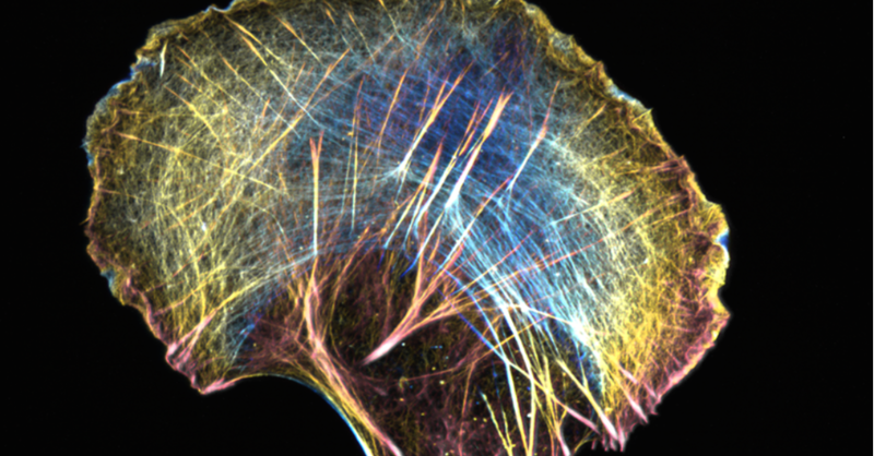 NatureCustom's tweet photo. Bioimaging could transform the understanding of Alzheimer's, cancer and more. #AdFeature with @RVZ_Wuerzburg