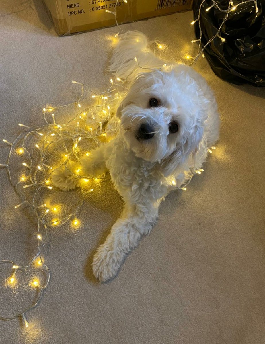 #ThisMorning Bodhi helping at Christmas!