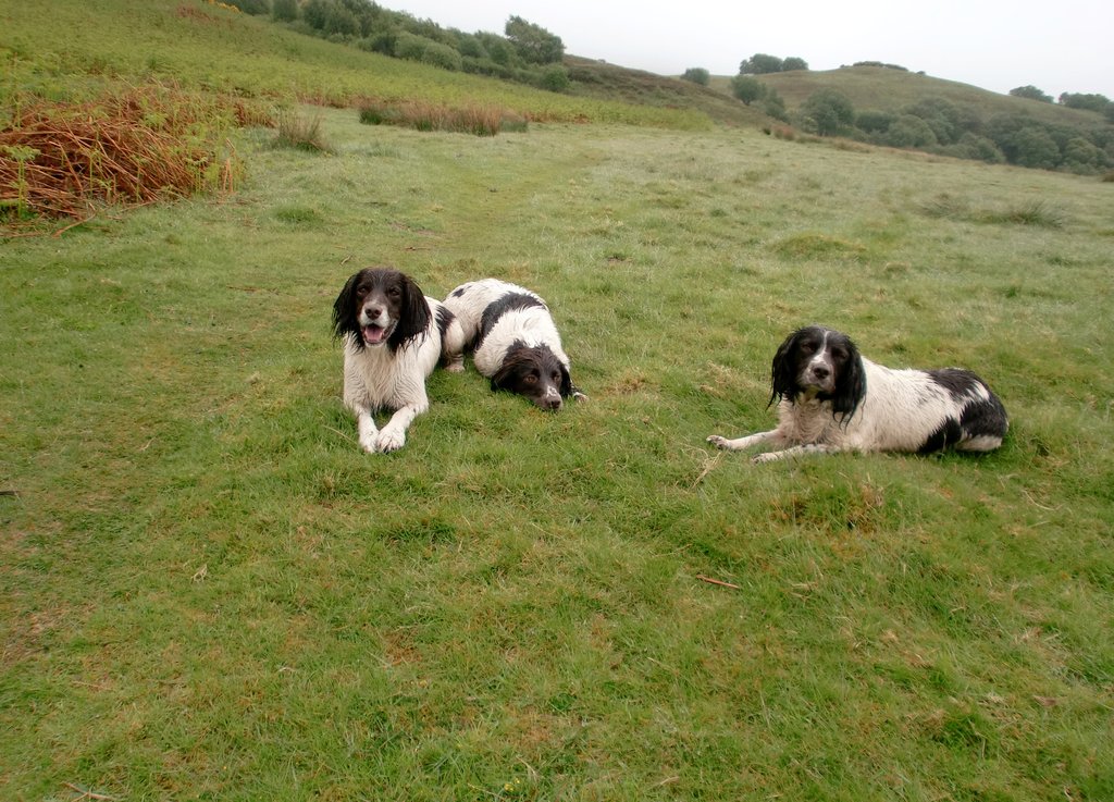 SpringerSaint's tweet image. Briar, Jenny &amp;amp; Skye are back together again 🌈💕🌈💕🌈💕
At 10.20am, Briar went very peacefully over the bridge, she was in my arms on the magic settee
Safe journey over the 🌈bridge Briar.  You&apos;ll stay tucked away safely in my heart until we meet again❤️🌈❤️
Goodnight God bless