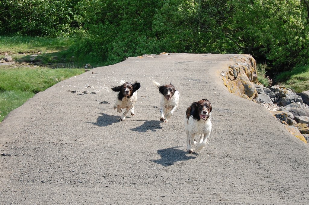 SpringerSaint's tweet image. Briar, Jenny &amp;amp; Skye are back together again 🌈💕🌈💕🌈💕
At 10.20am, Briar went very peacefully over the bridge, she was in my arms on the magic settee
Safe journey over the 🌈bridge Briar.  You&apos;ll stay tucked away safely in my heart until we meet again❤️🌈❤️
Goodnight God bless